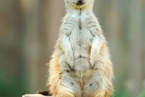 Мамаши-няши накануне вступления в должность