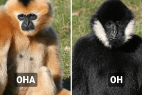 10 животных, у которых самцы и самки отличаются настолько, что с трудом верится в то, что они одного вида