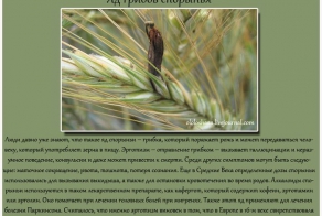 Яд, спасающий нашу жизнь (10 фото)