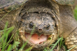 Каймановая черепаха – милаха, которая может не утруждать себя дыханием по полгода