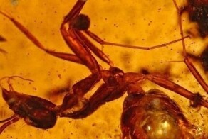 Древности, сохранившиеся в застывшем янтаре