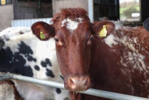 Ирландия планирует уничтожить 200 000 дойных коров "ради климата"