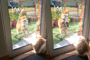 Домашний кот до чертиков напугал лисицу