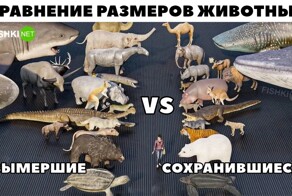 Сравнение размеров вымерших животных с размером их потомков в захватывающей анимации