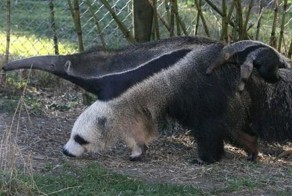 Настоящий мастер иллюзии (4 фото)