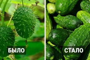 10 фруктов и овощей, которые выглядели совершенно непривычно до того, как человек изменил их путём селекции