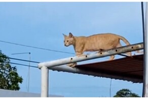 Котомиссия выполнима