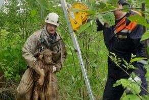 В Подмосковье спасли упавшую в колодец собаку