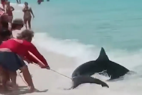 В США мужики поймали акулу и решили на ней покататься