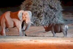 Носорог пожалел, что зашёл на территорию слона