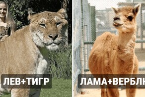 12 животных-гибридов, которые появились на свет только благодаря человеку