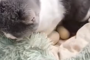 Кошка стала мамой для цыплят