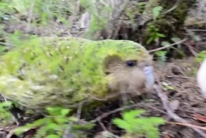 Единственный нелетающий попугай