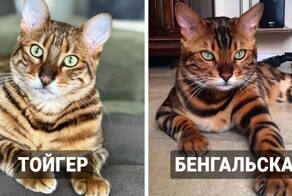 12 пар породистых кошек, которые люди постоянно путают друг с другом