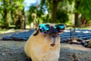 15 позитивных фотографий с морскими свинками