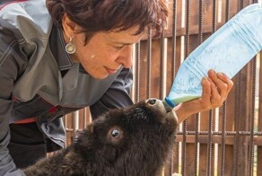 Детёныш овцебыка, которого спасли в мае на Таймыре, оказался жизнерадостной самкой