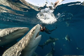 "Она его останки доедает". В Хургаде в результате нападения акулы погиб россиянин