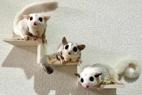 15 очаровательных сумчатых летяг