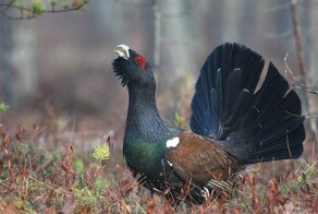 Почему глухаря так назвали, хотя он прекрасно слышит