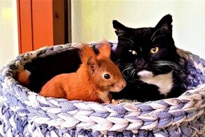 Бельчонок упал с дерево, и мать решила его бросить. Как кошка усыновила и вылечила маленького бельчонка