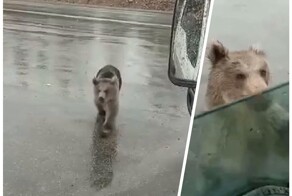 «Че ты там нашел? Иди отсюда!»: медведь пытался залезть в автомобиль на трассе в Якутии