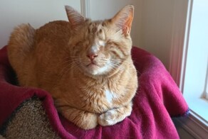 30 особенных животных, которым подарили вторую жизнь