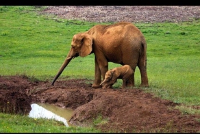 Мама всегда придет на помощь (4 фото)