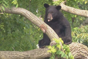 Черный медведь несколько часов терроризировал жителей Вашингтона