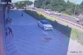 В Краснодаре парень отбил ребёнка у двух крупных собак