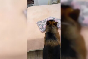 Собака, которая совершенно не умеет играть в прятки