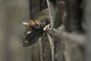 Мэр Парижа призвала парижан научиться сосуществовать с крысами