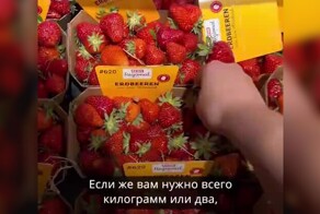 Сбор клубники в Германии