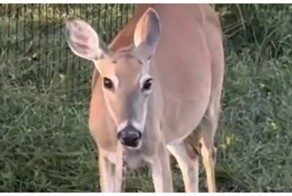Мужчина застал оленя за странным перекусом