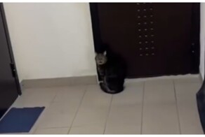 Кот ошибся этажом