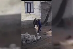 «Фу, уйди!»: житель Дагестана разнял драку собаки и медведя