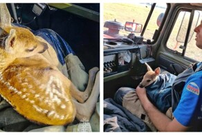 «Живой-живой, все в порядке, будет жить»: сотрудники МЧС спасли двух косуль на природных пожарах