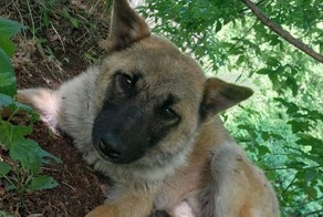 Бийский рыбак спас щенка, которого бросили умирать на берегу реки