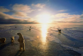 Канадский город, в котором белых медведей сажают за решётку за провинности