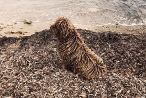 17 хамелеонов, которые мастерски сливаются с окружающей средой