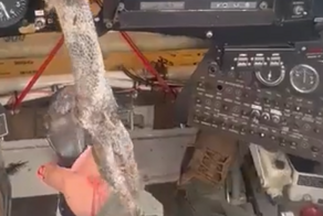 Пилот снял на камеру последствия столкновения птицы с лобовым стеклом самолета&nbsp;