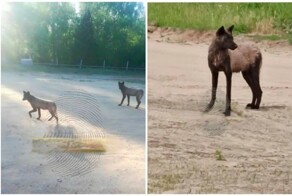 Волки терроризируют жителей поселка Сузун в Новосибирской области
