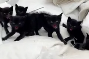 Кормление маленьких чертят