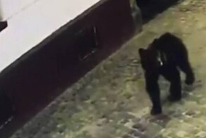 Собака подняла панику и помогла хозяйке избежать встречи с медведем