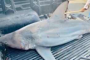 На Украине хотят поставить памятник акуле-людоеду из Египта