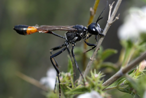 Изящная охотница, которая кормит своё потомство гусеницами