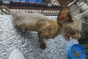 Парень подобрал котёнка, облитого клеем — и тот удивительно преобразился