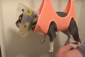 Реакция французского бульдога на стрижку когтей