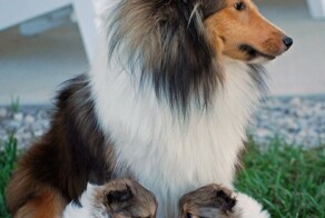 Гордые собаки-родители и их точные мини-копии