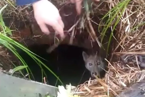 Биробиджанские спасатели вытащили из колодца собаку, перегрызшую интернет-провода