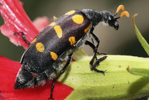 Козявка, способная дарить и наслаждение, и страдания